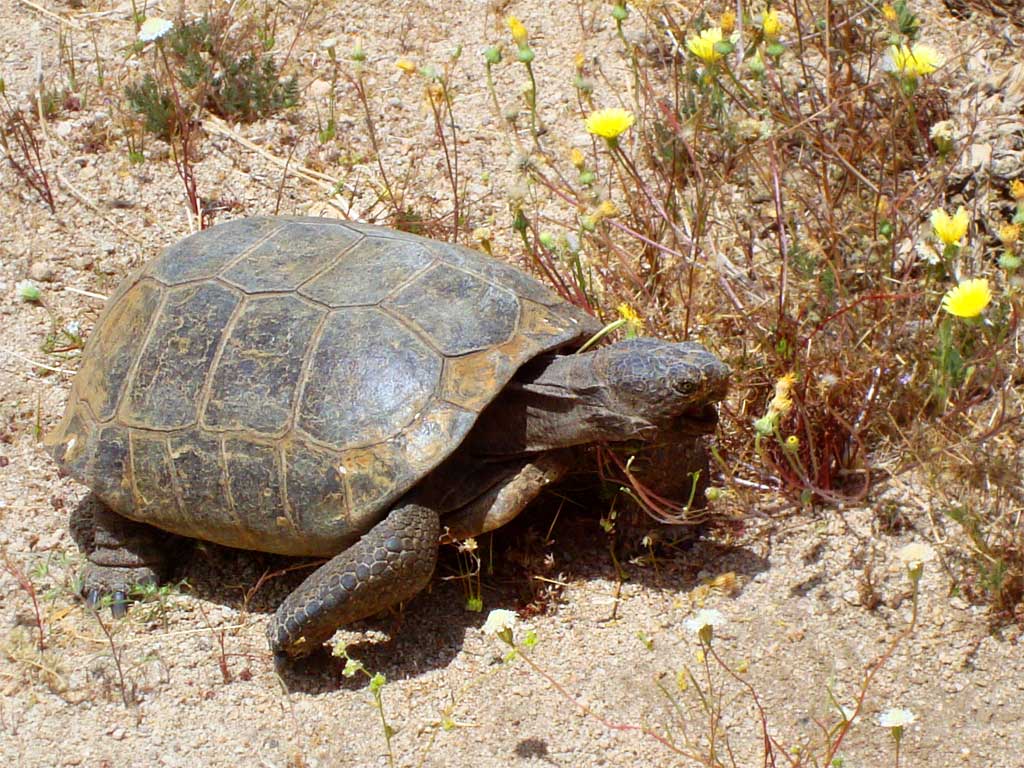 Can Tortoises Eat Dandelion Leaves at Travis Patterson blog
