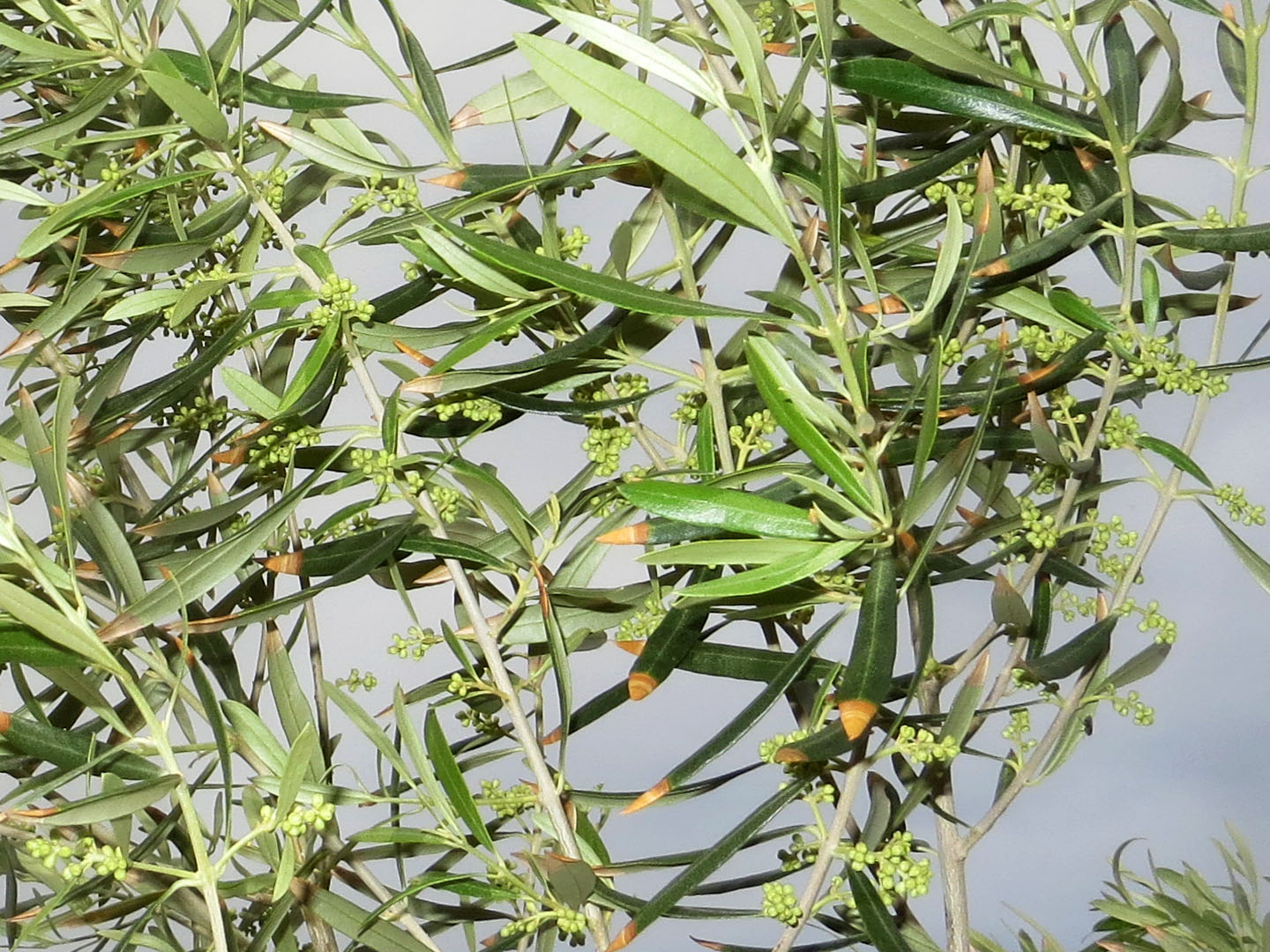 An Olive Tree Bearing Fruit In April, Joshua Tree, CA