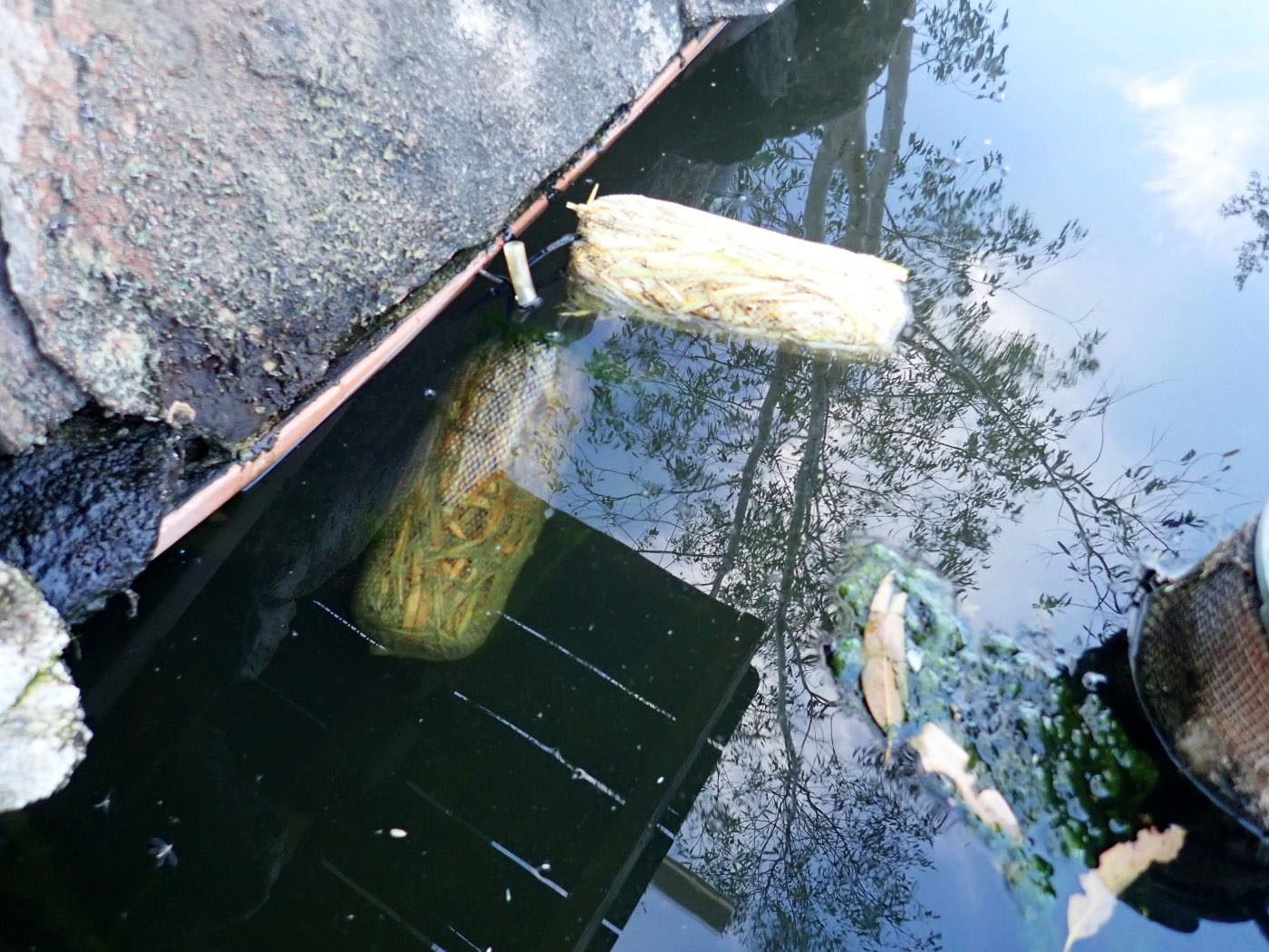 Two barley straw bails in our pond