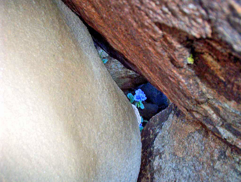 Springtime vegetation of Joshua Tree