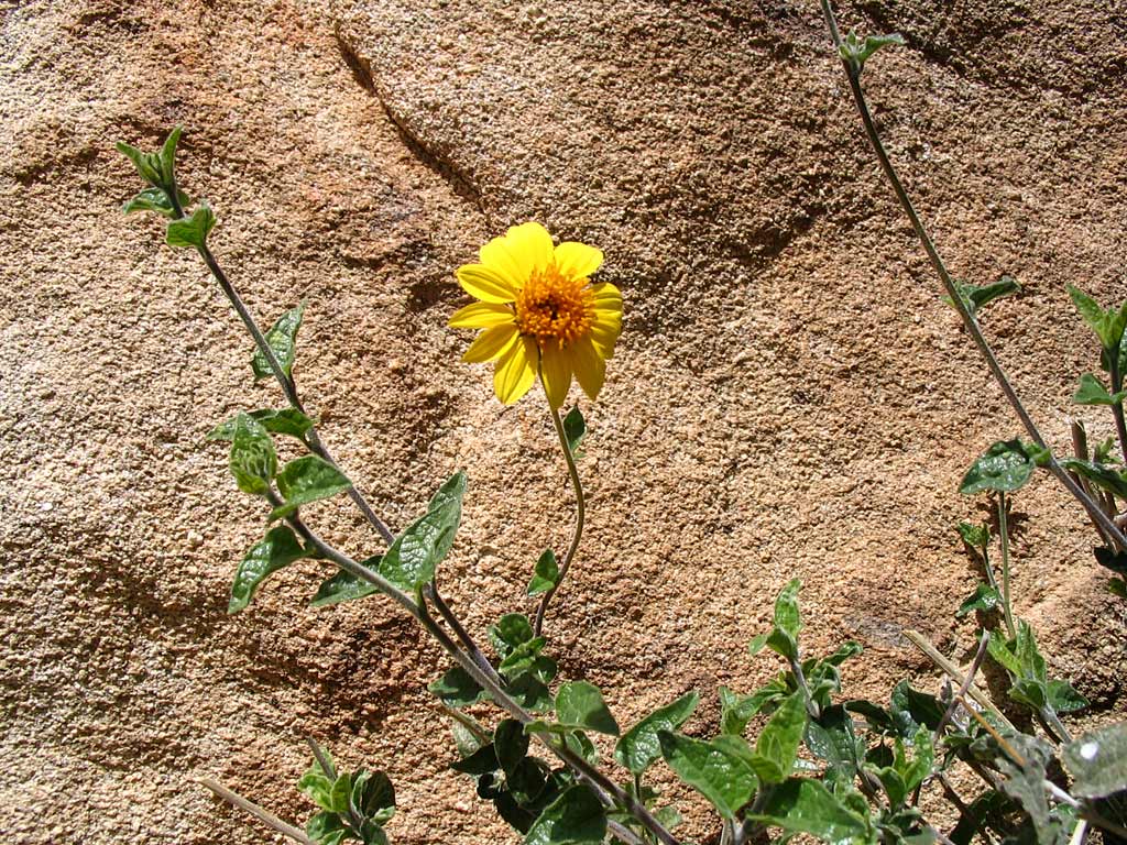 A Joshua Tree Flower
