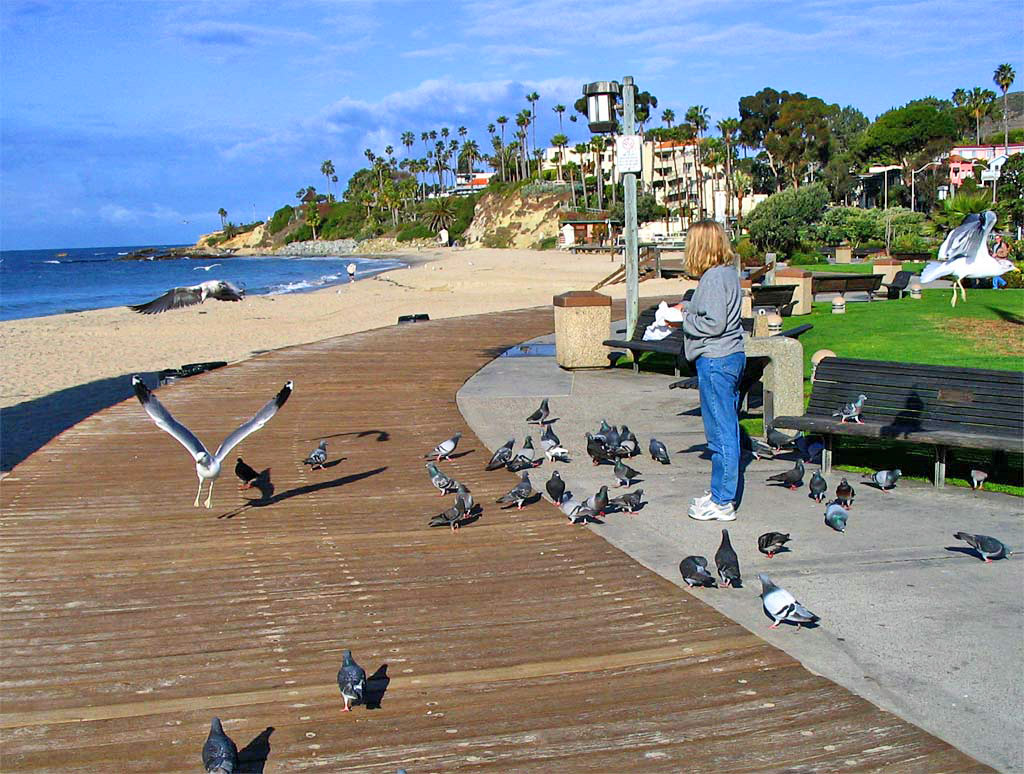 Seagulls and pigeons