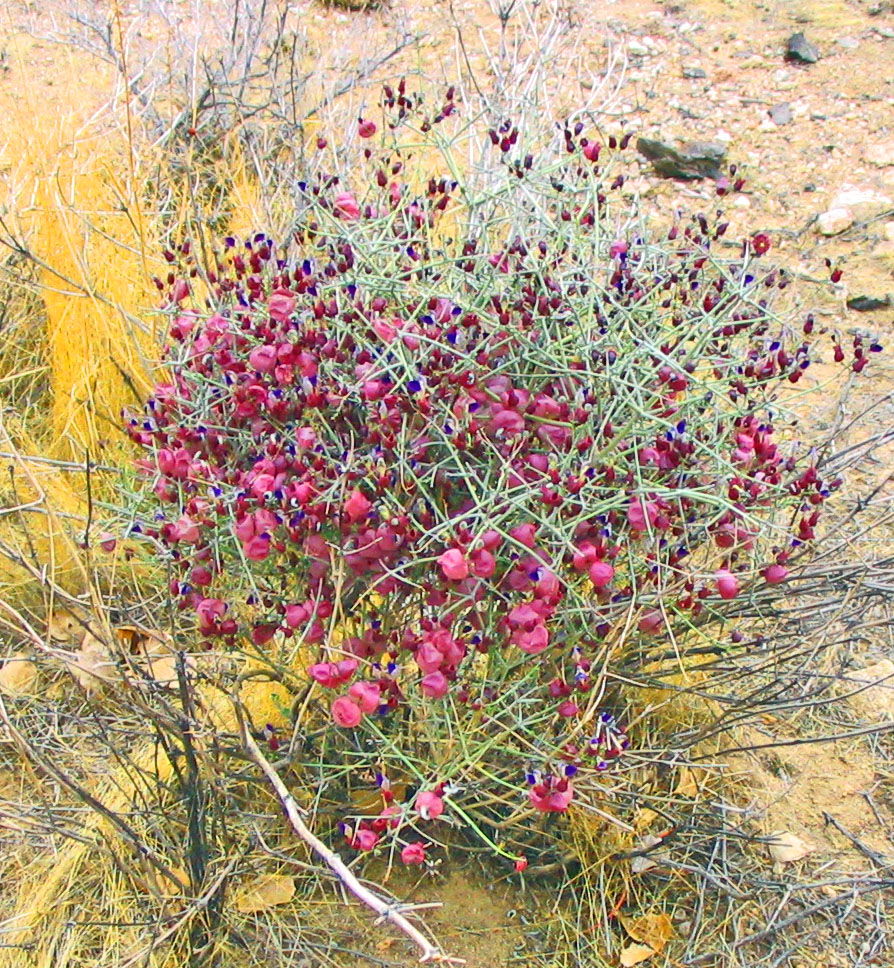 Are these purple pods part of the Mormon Tea plant?