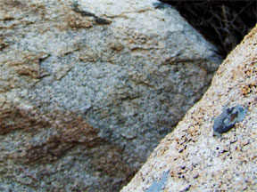 A Surveyor's Brass Tag At Our NW Corner