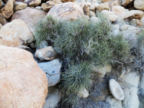 A Surveyor's Brass Tag At Our SE Corner