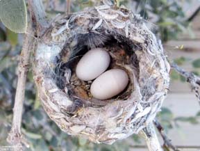 Hummingbird Nest Eggs