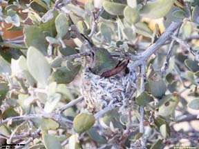 Hummingbird In Nest In Jojoba Bush
