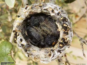 Hummingbird Chicks