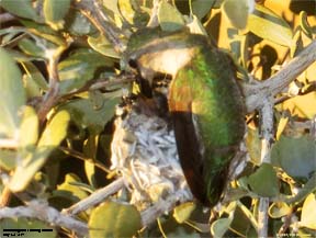 Hummingbird Feeding Her Chicks