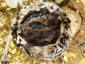 Hummingbird Chicks
