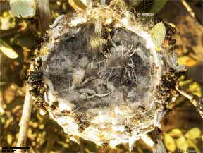 Hummingbird Nest Empty