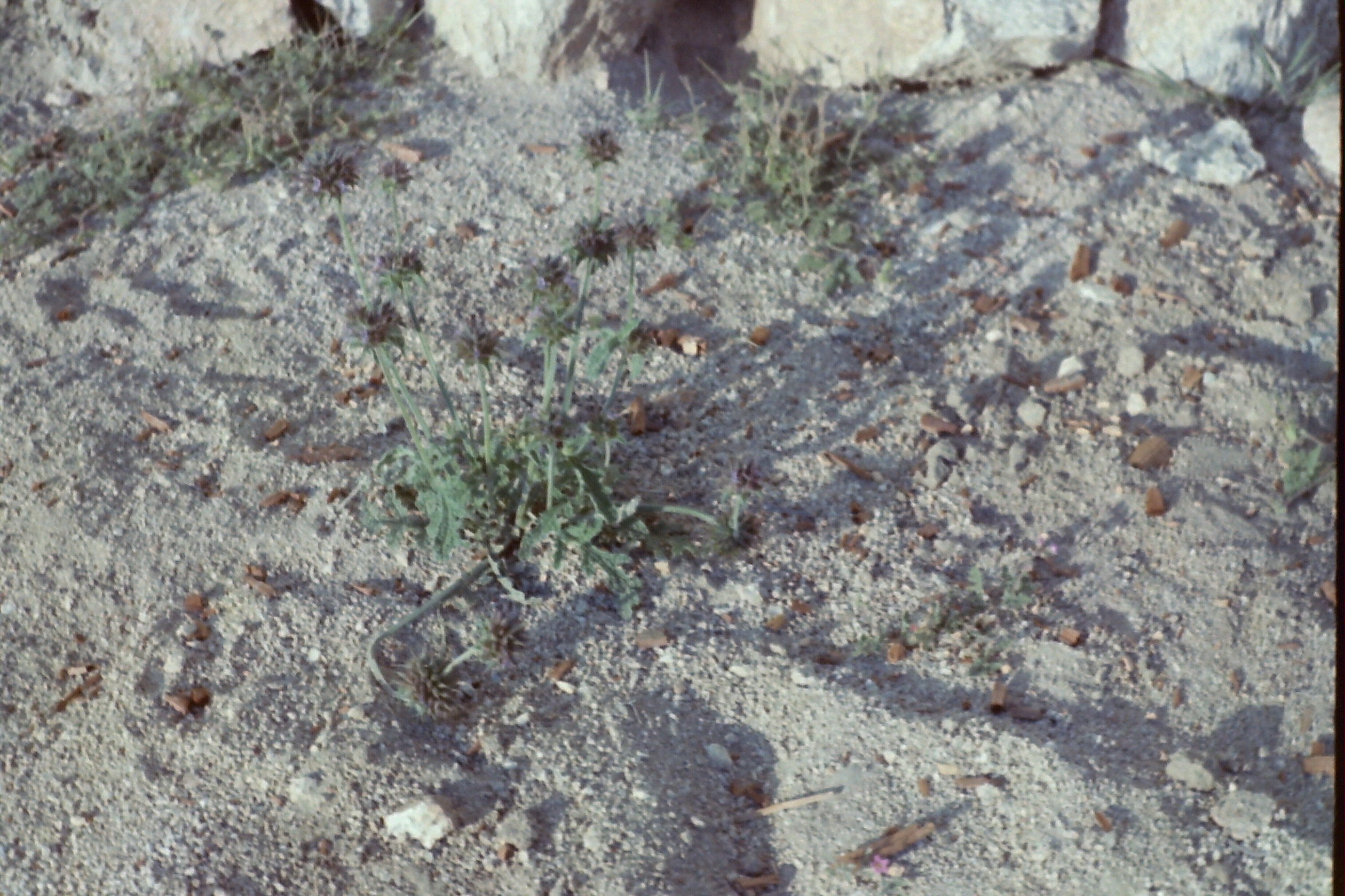 1970-04_P38r