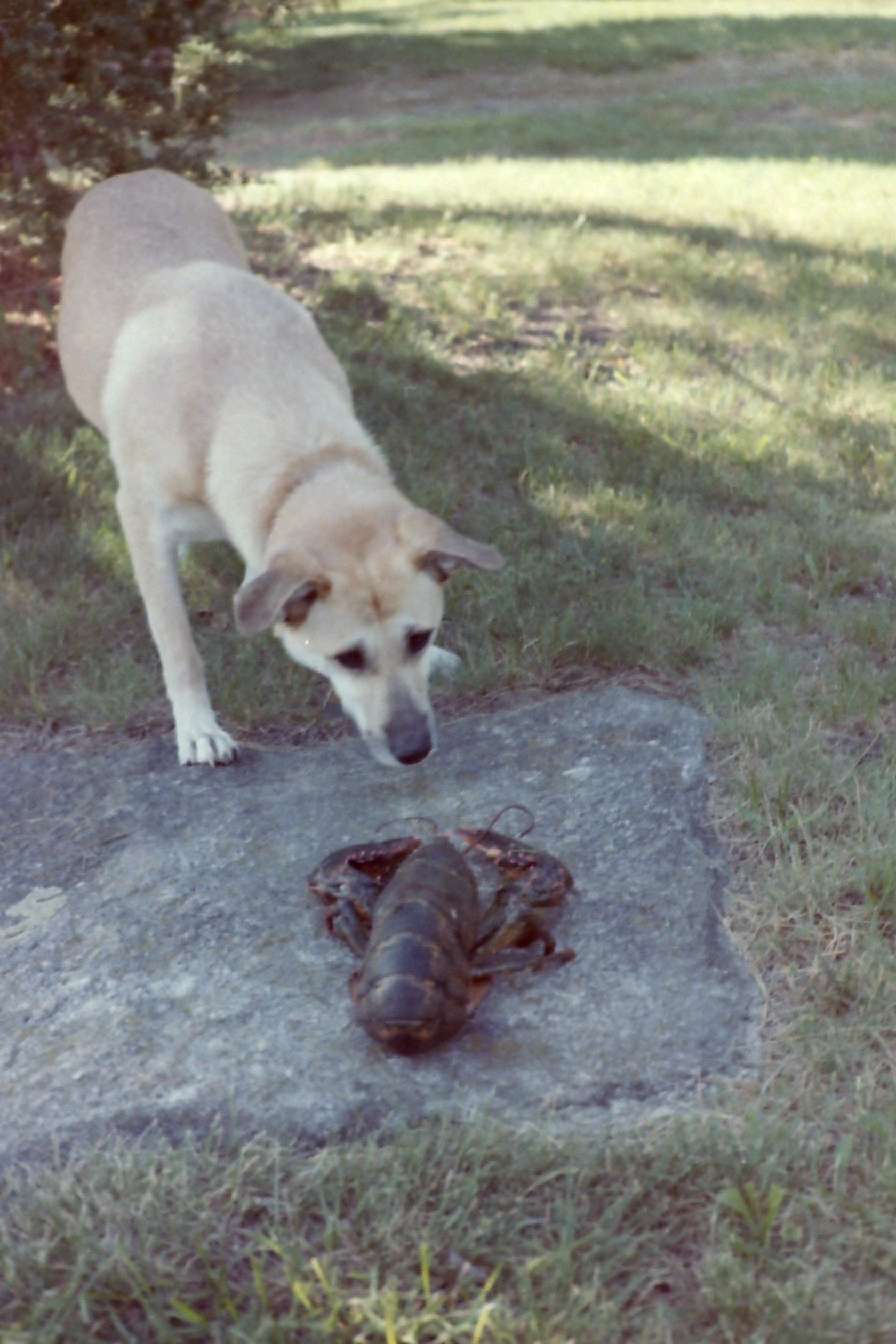 PICT0050_HobbitAndLobster