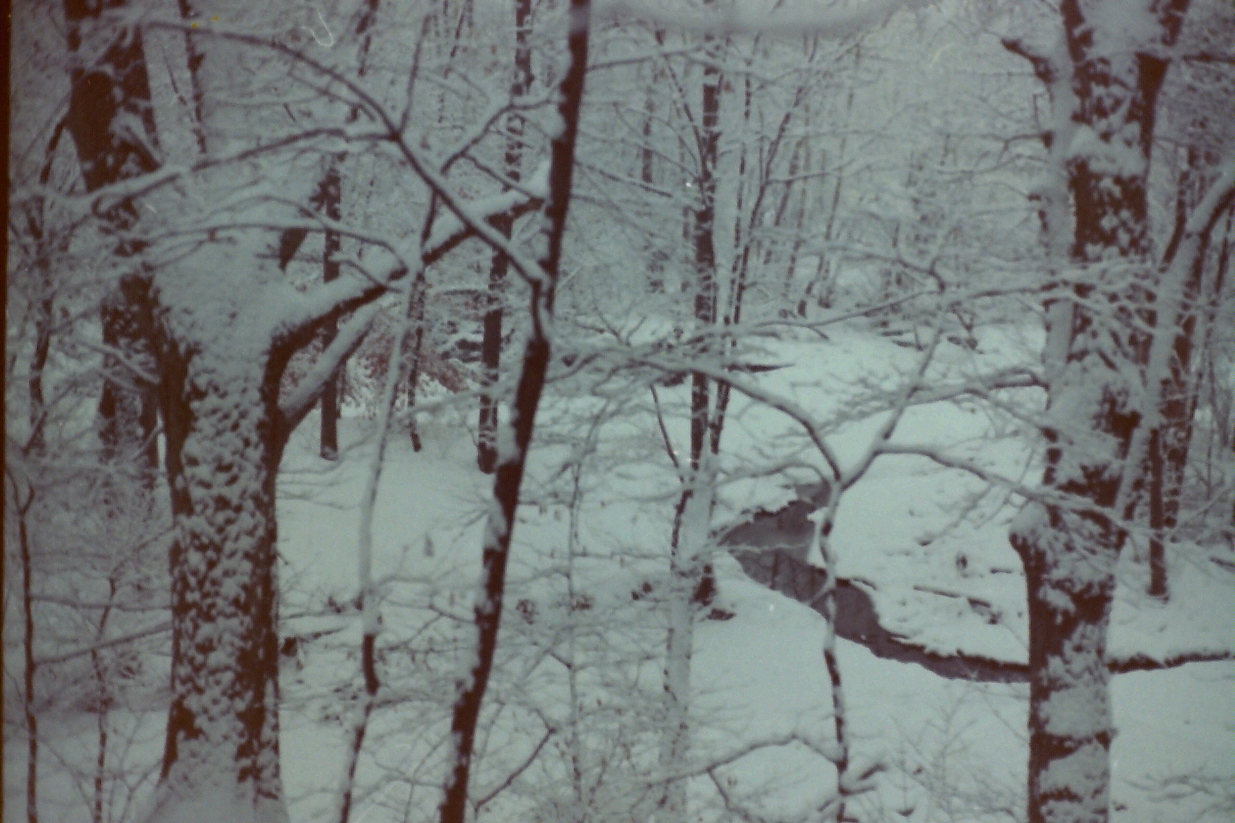 PICT0101 dtUnk MJsnowStreamInWoods