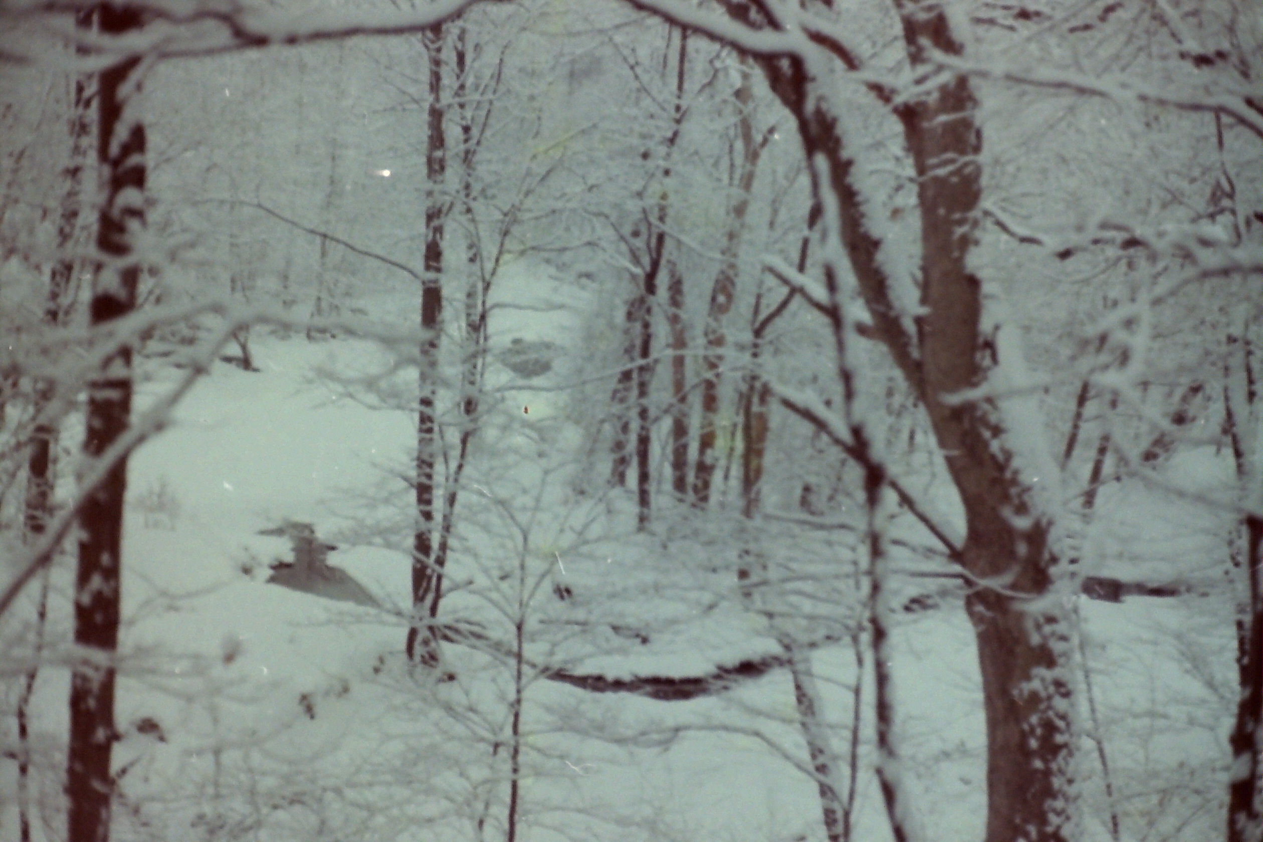 PICT0101 dtUnk MJsnowStreamInWoods1