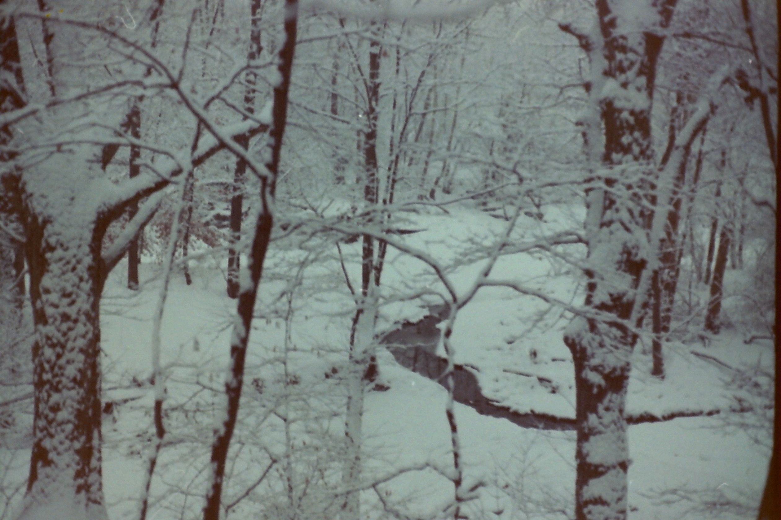 PICT0101r dtUnk MJsnowStreamInWoods