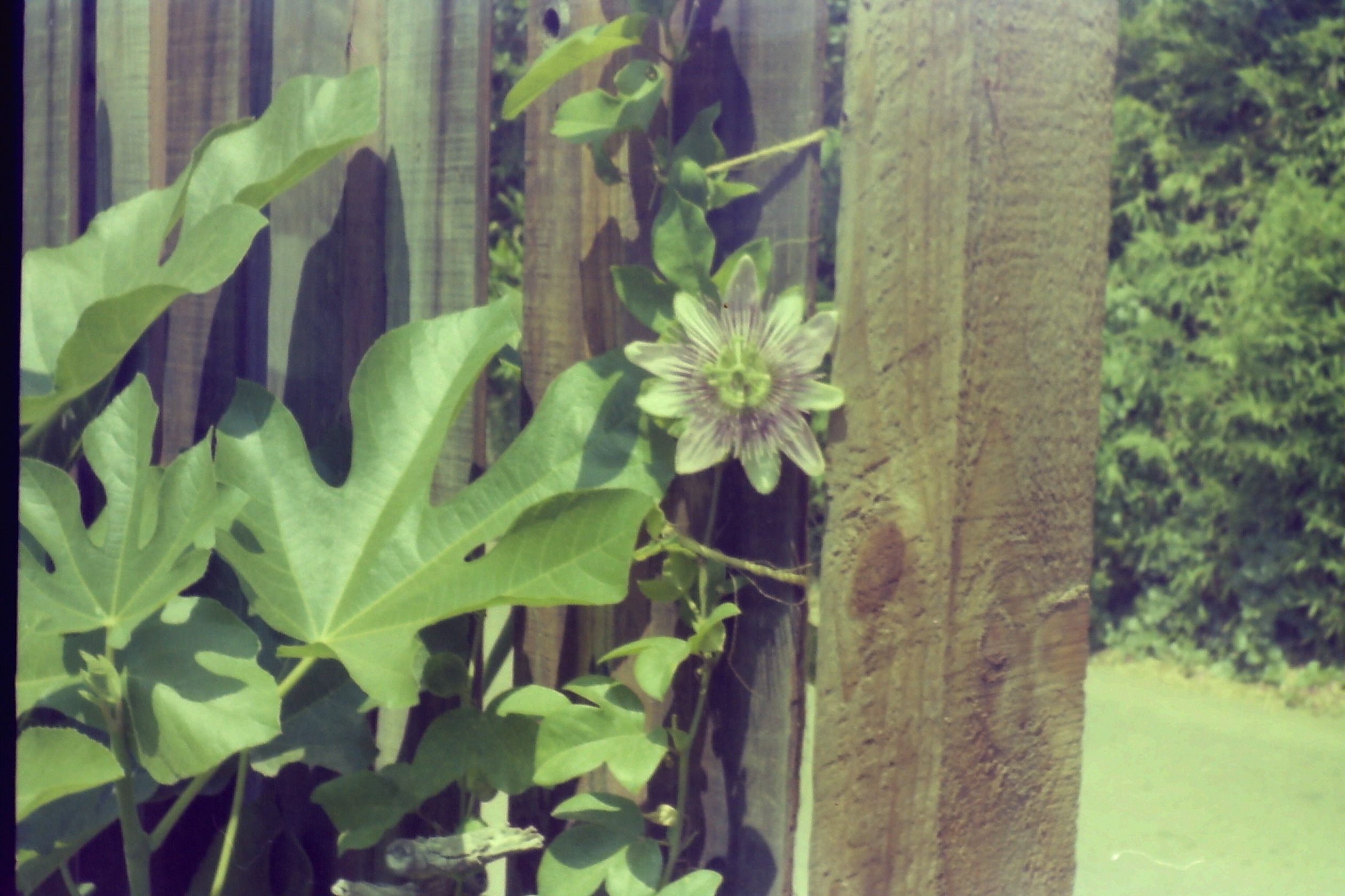 1975-08_P31 phdtSep1975