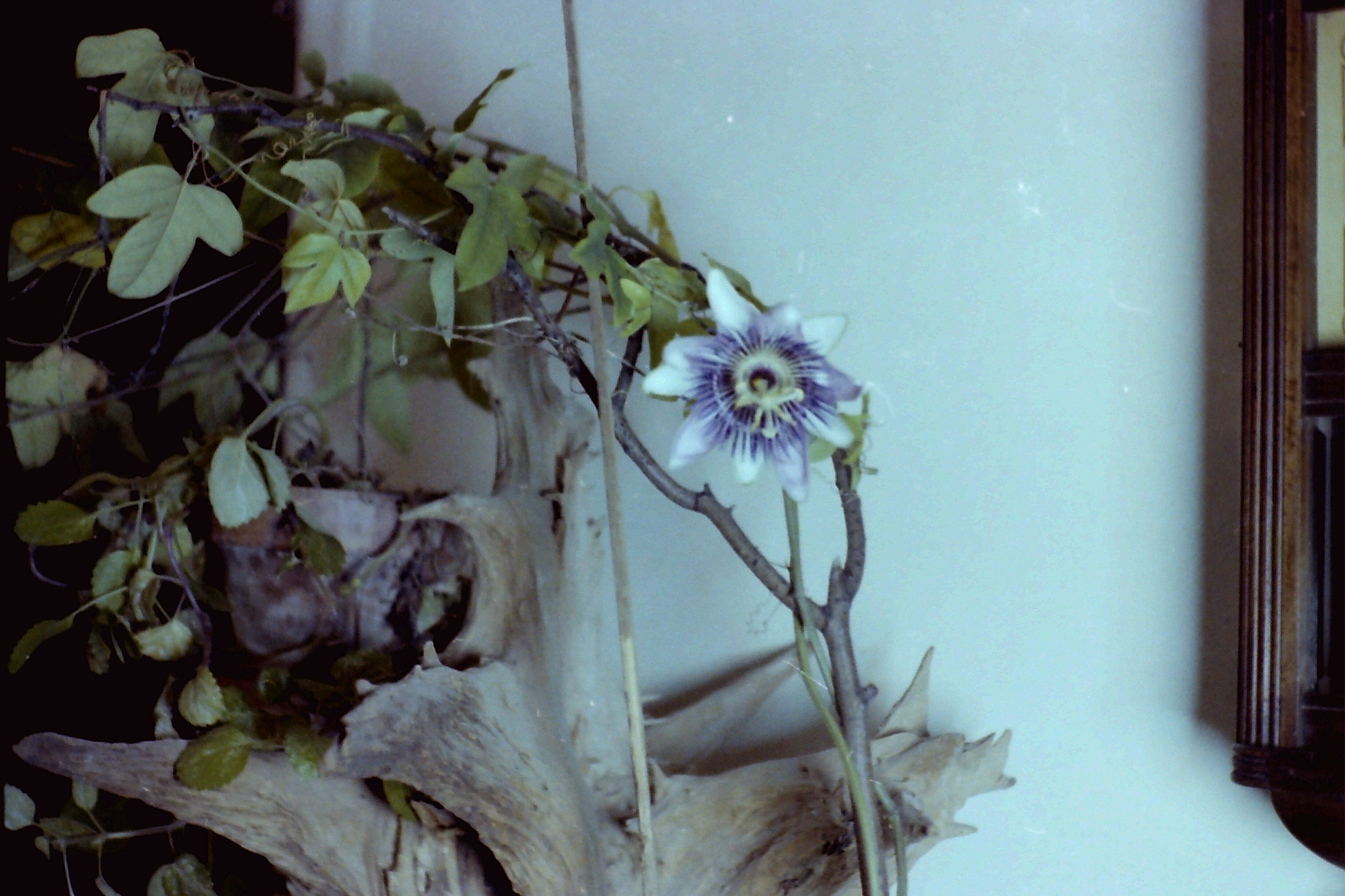 1979_P003 phDtJan1979