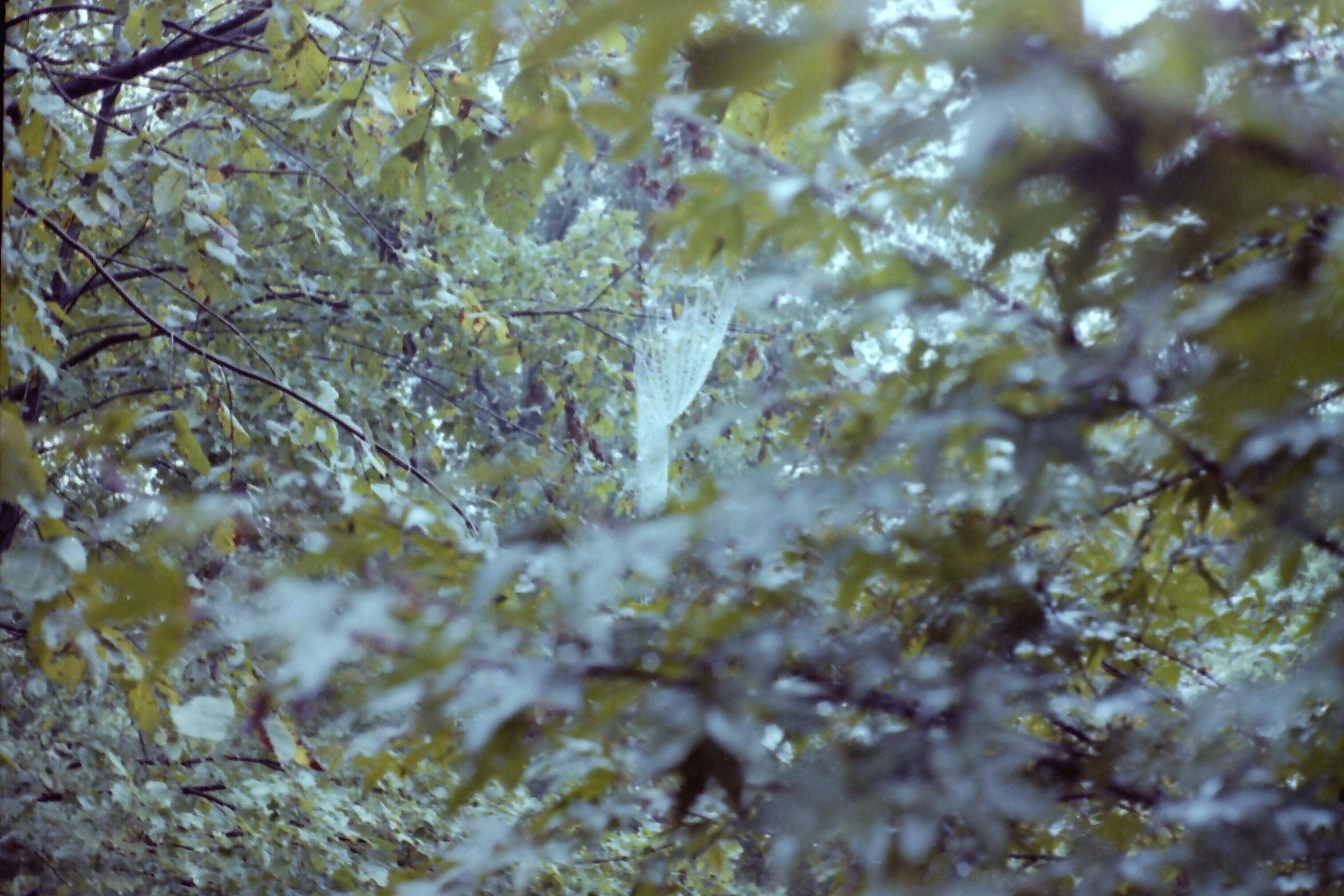 PICT0021 ptDtSep1979