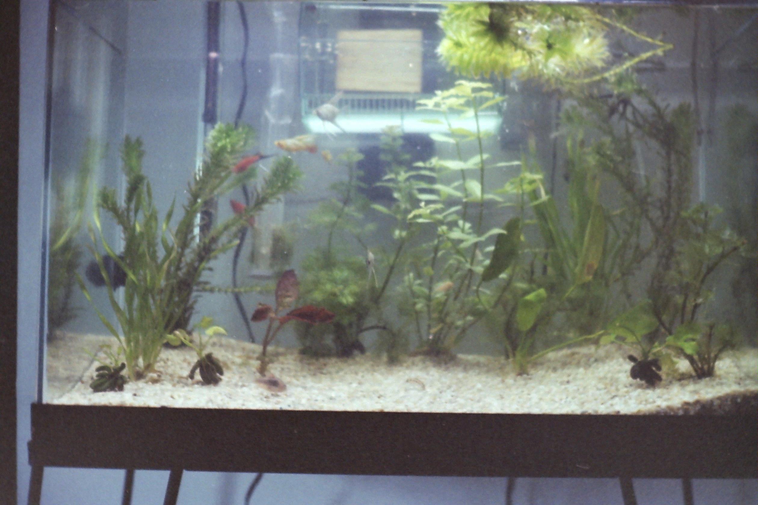 1982-04_P42 wrDt9Apr1982