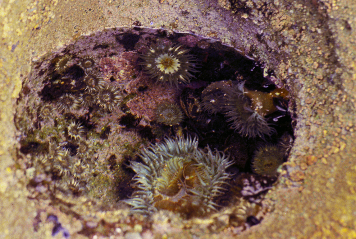 Sea anemones. South Laguna, CA. May, 1975